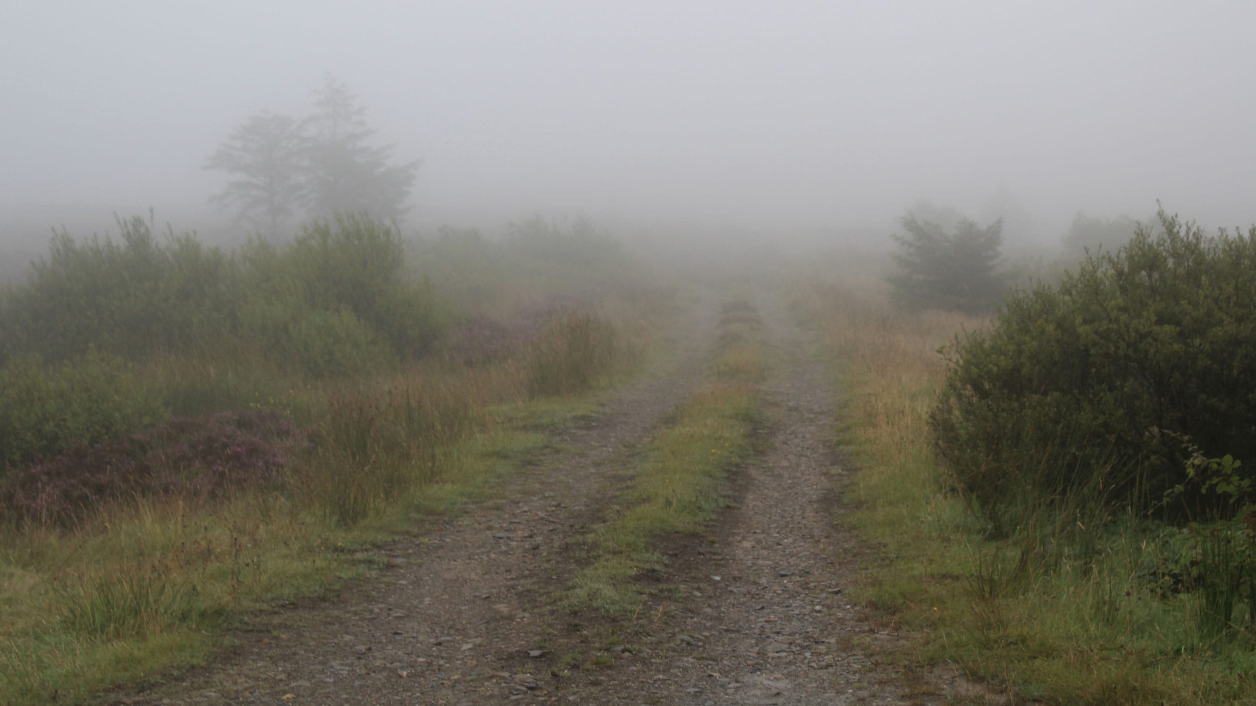 The Silence Between Fields feature image